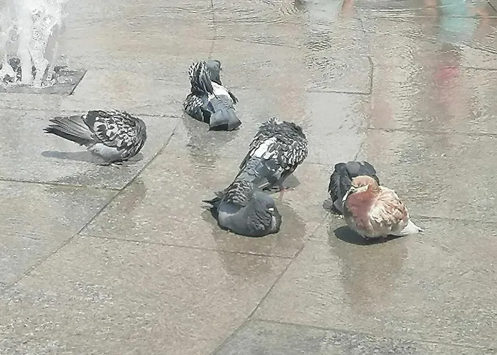 оазис 1 във Apartamento Varna